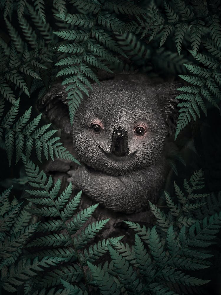 Cute Baby Koala