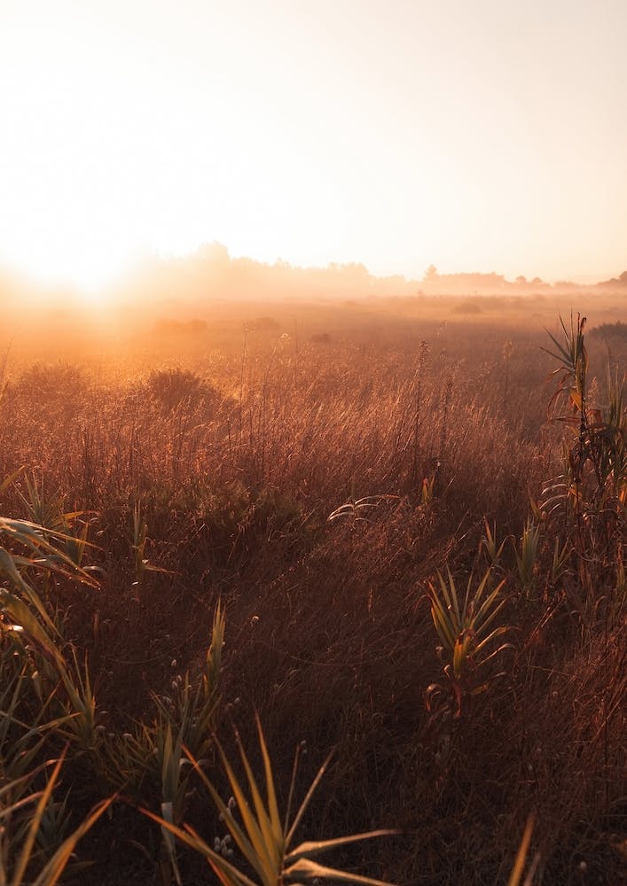 Grass In The Morning Ii