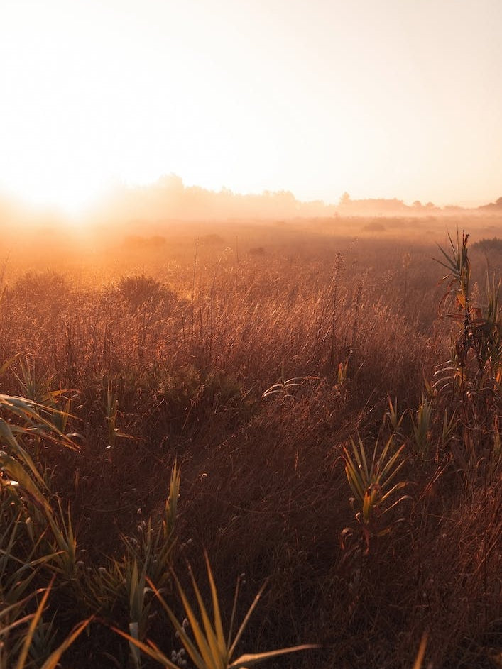 Grass In The Morning Ii