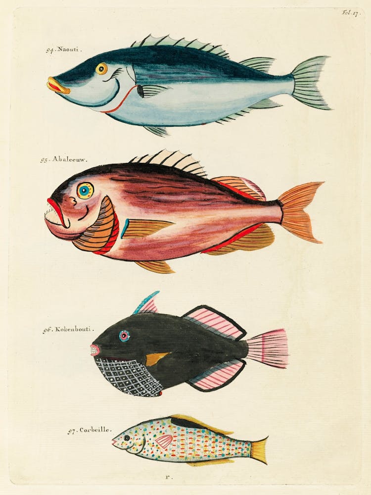Farbenfrohe und surreale Illustrationen von Fischen, gefunden auf den Molukken (Indonesien) und in Ostindien, Louis Renard(25)