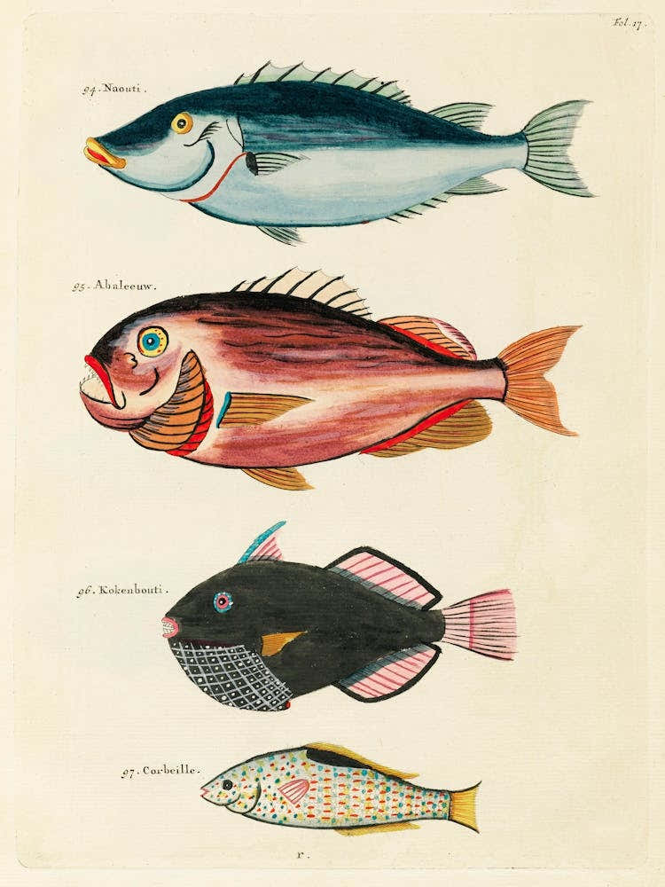 Colourful And Surreal Illustrations Of Fishes Found In Moluccas (Indonesia) And The East Indies, Louis Renard(25)