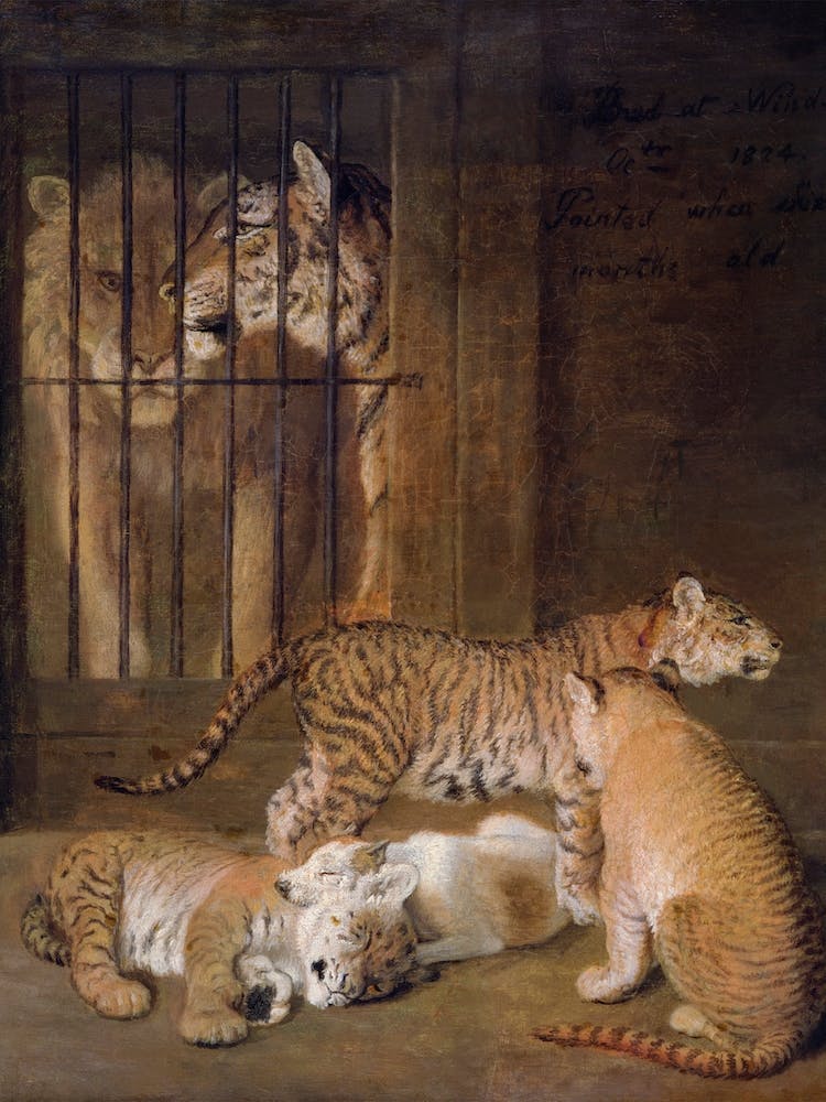Lion And Tigress