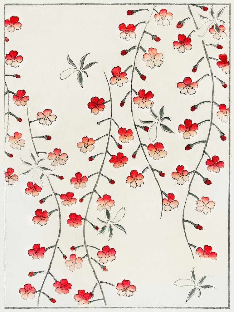 Cherry Blossom From Bijutsu Sekai, Watanabe Seitei