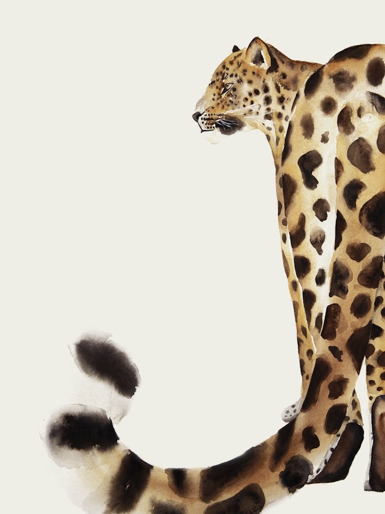 Leopard