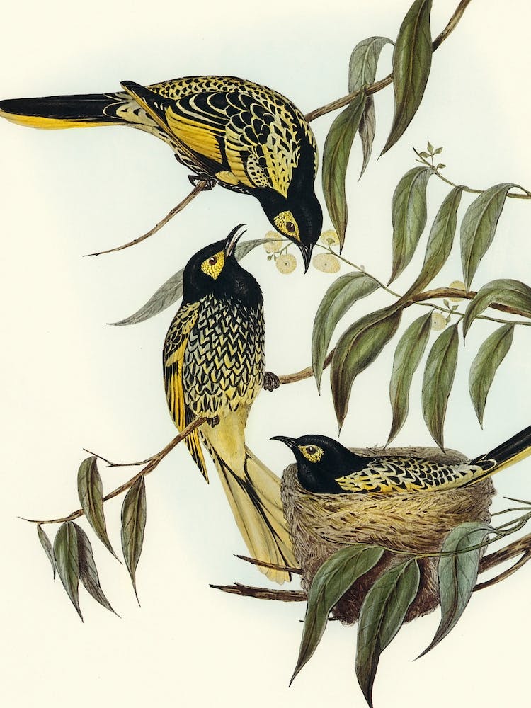 Three Birds In A Nest by Elizabeth Gould