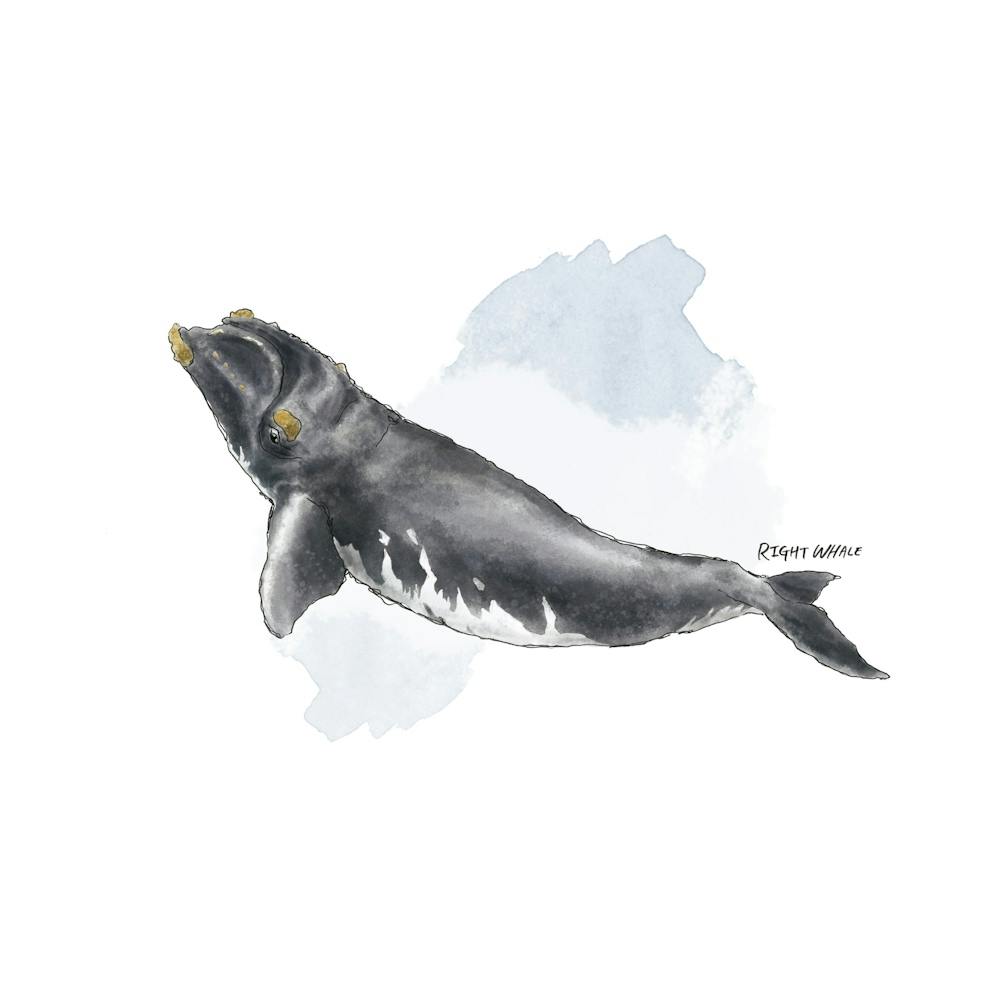 Right Whale