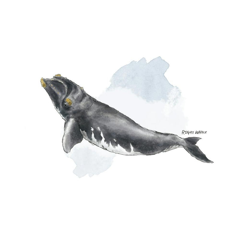 Right Whale