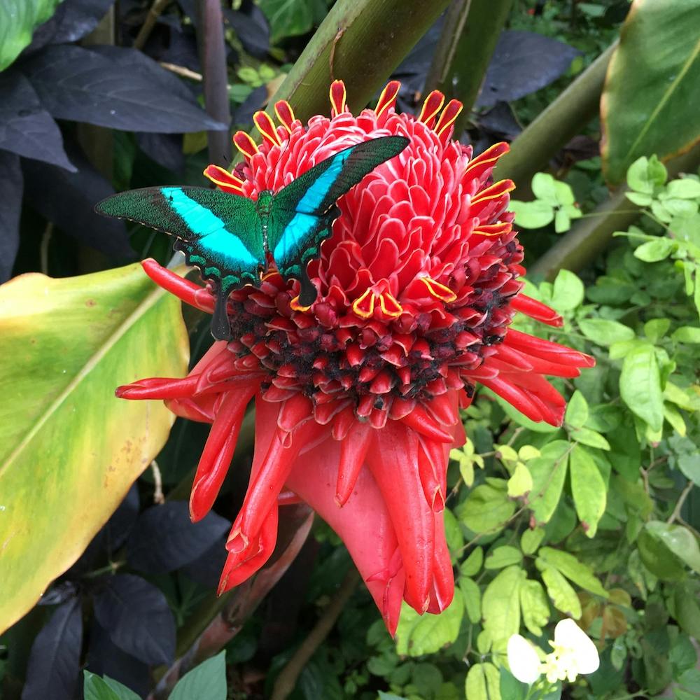 Blue Butterfly on Red Flower