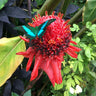 Insect Photography Art Prints