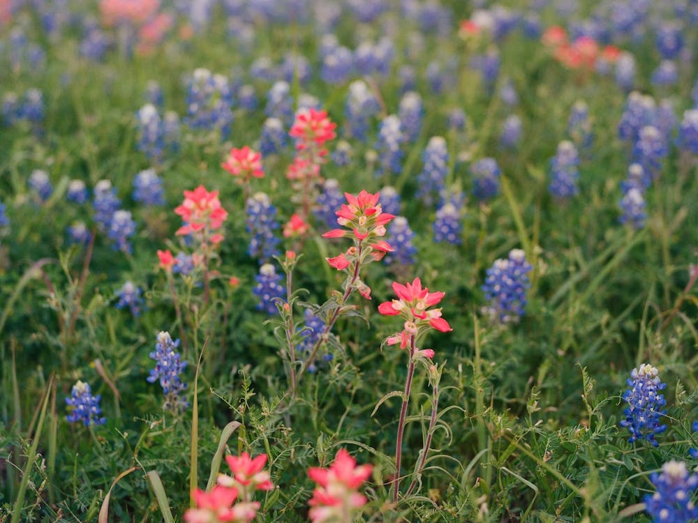Texas Bluebonnet Field II on Film