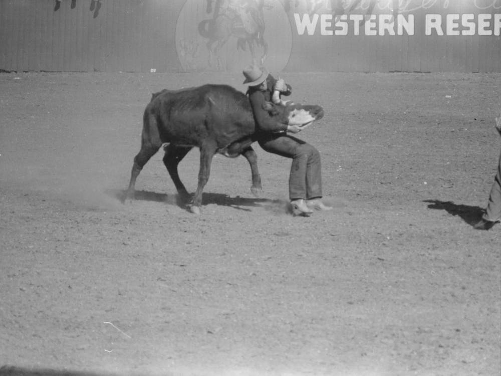 Rodeo Performer Bulldogging A Calf At The Rodeo Of The San Angelo Fat Stock Show, San Angelo, Texas By Russell Lee