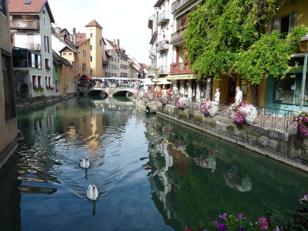Swans In A Canal