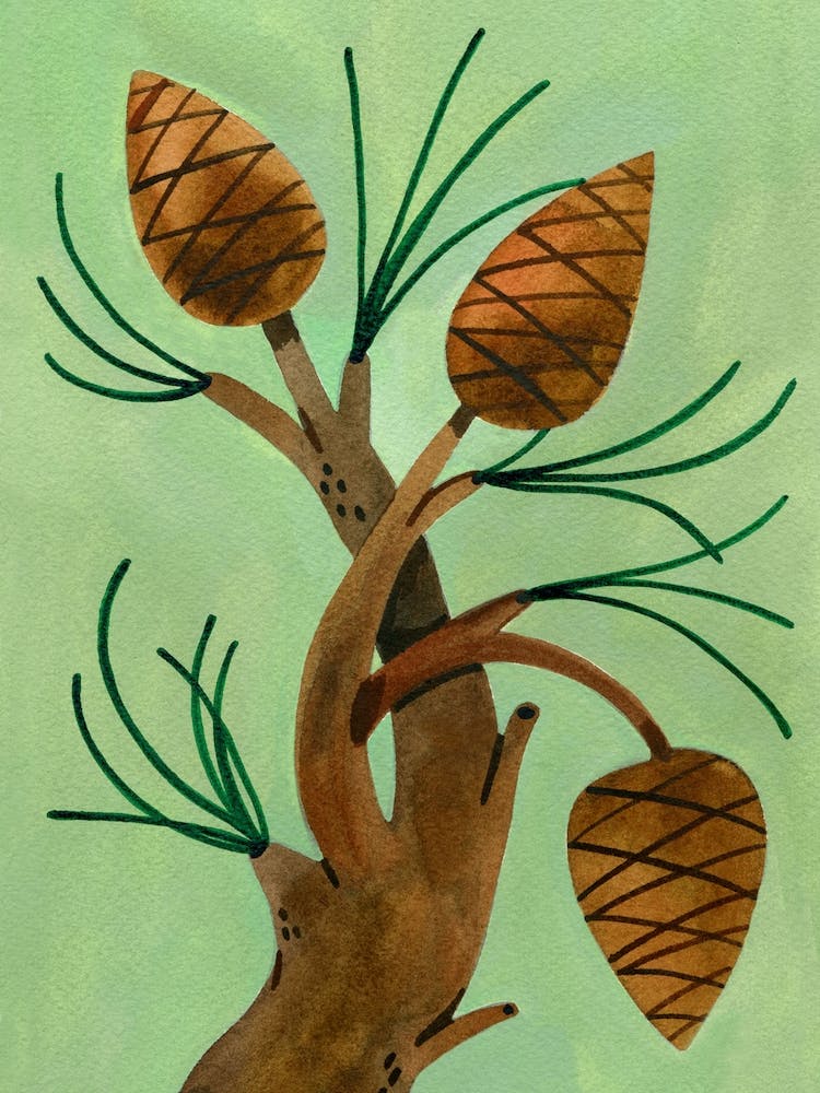 Pineys
