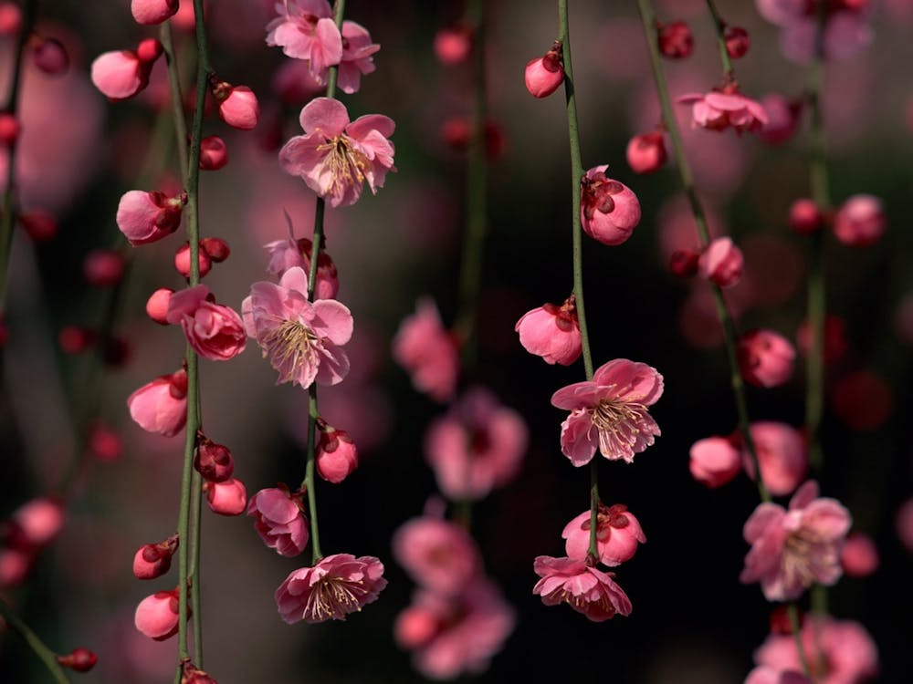 Cherry Blossoms 2