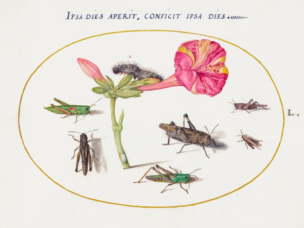 Grasshoppers, A Caterpillar, And A Scale Insect With A Four O Clock Flower (1575–1580), Joris Hoefnagel
