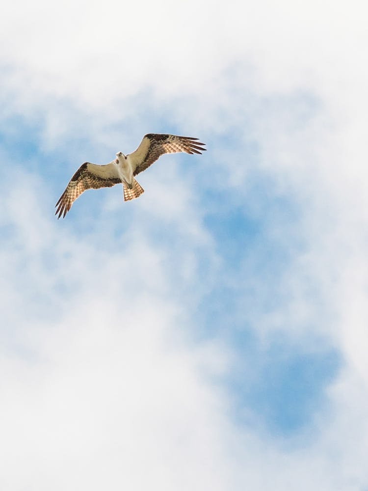 Osprey on the wind