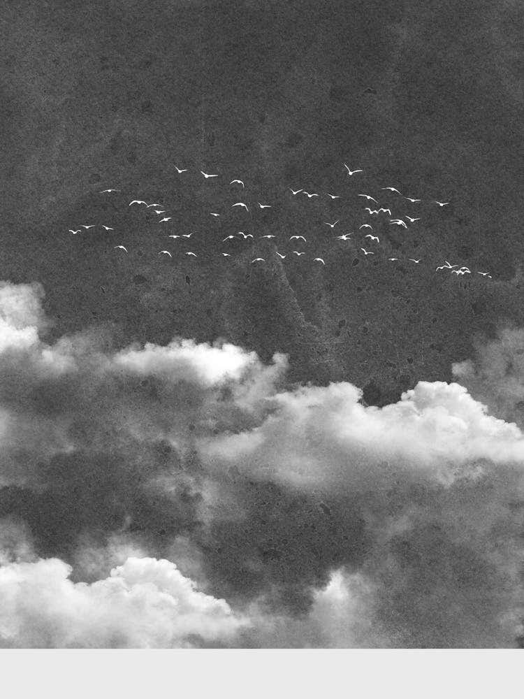 Birds In Flight 2