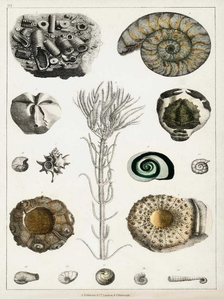Collection Of Various Fossils, Oliver Goldsmith