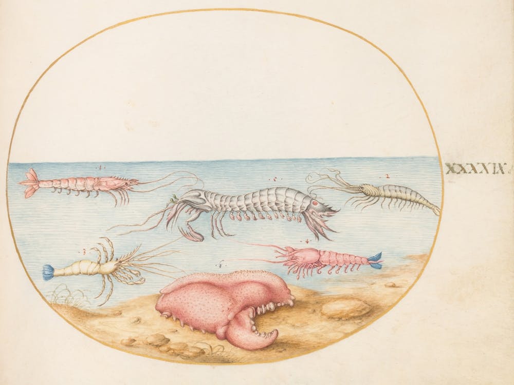 Animalia Aqvatilia et Cochiliata (c. 1575-1580), Joris Hoefnagel 6