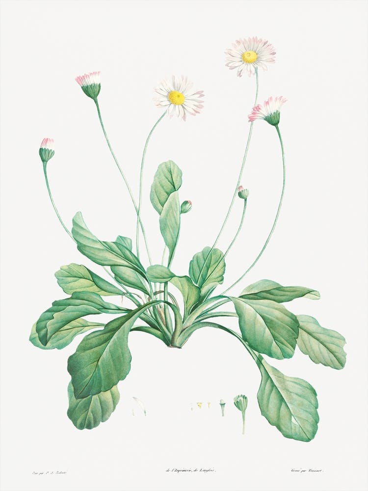 Daisy from La Botanique de J. J. Rousseau, Pierre Joseph Redoute