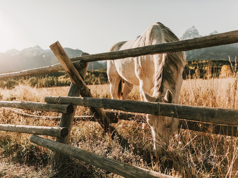 Rustic Horse Morning