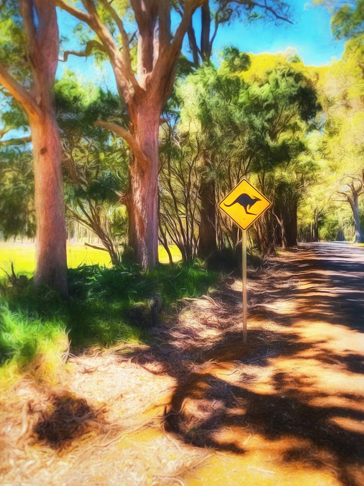 Kangaroo Crossing