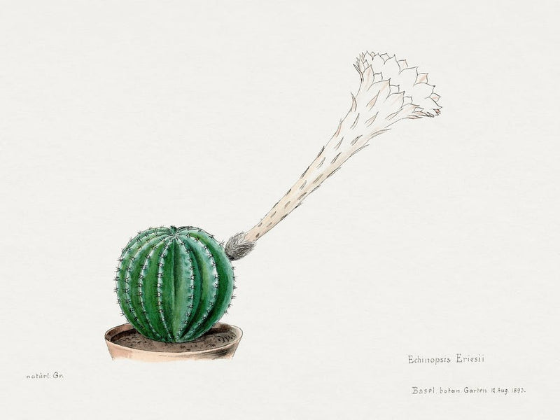 Easter Lily Cactus, Familie Der Cacteen