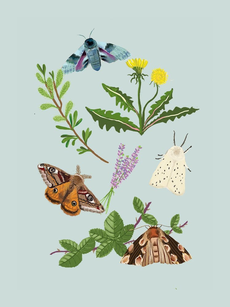 British Moths