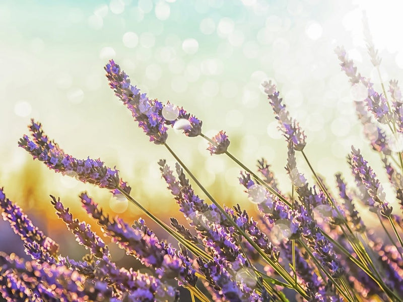 Lavenders