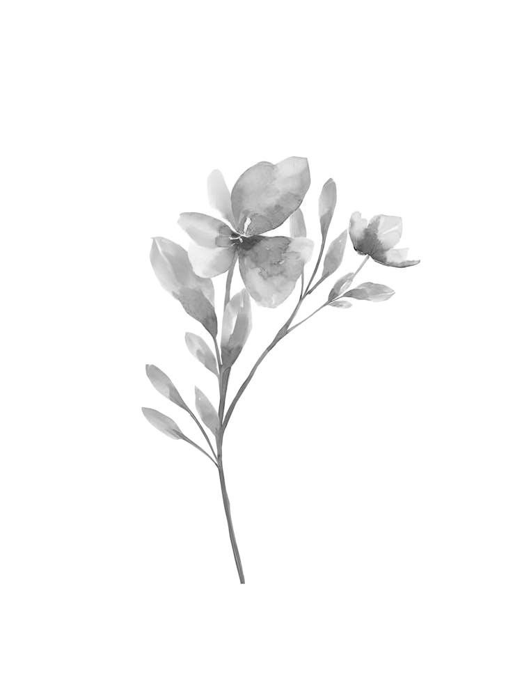 Black And White Flower 5