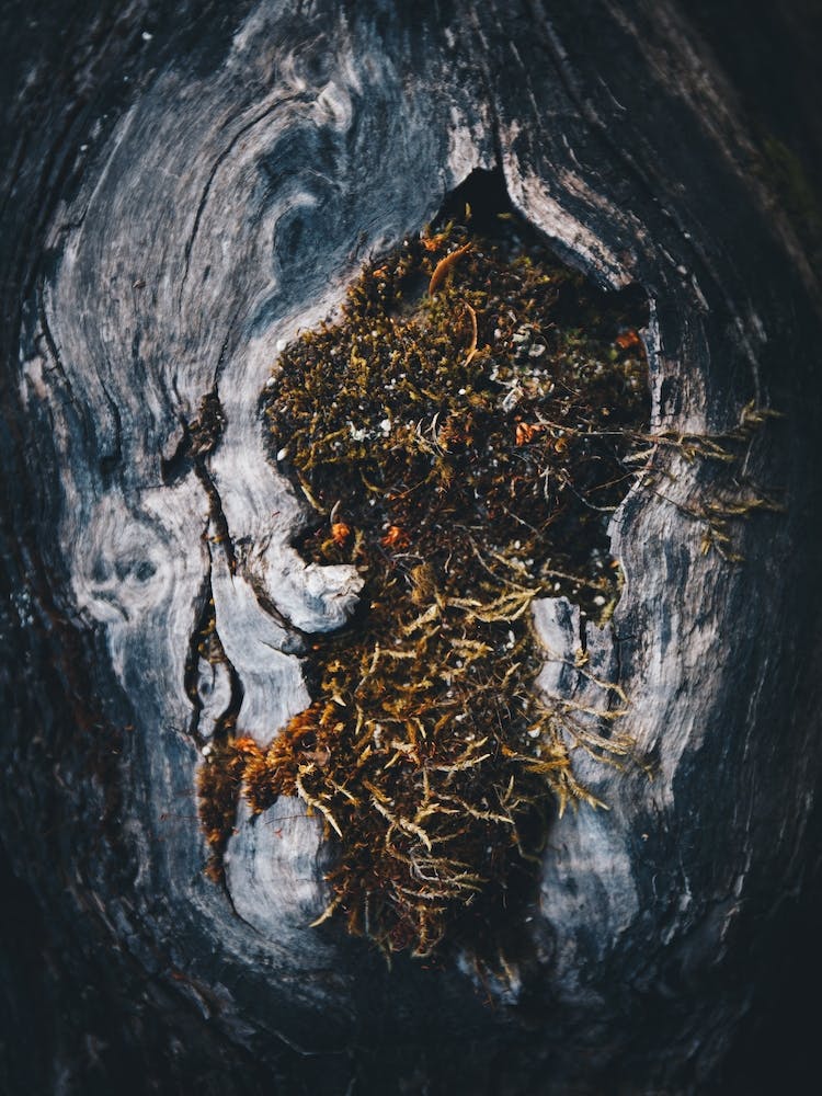 Moss In A Tree Trunk