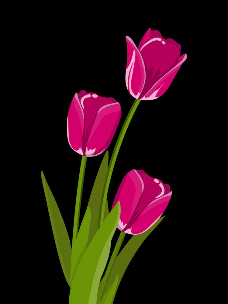Pink Tulips 1