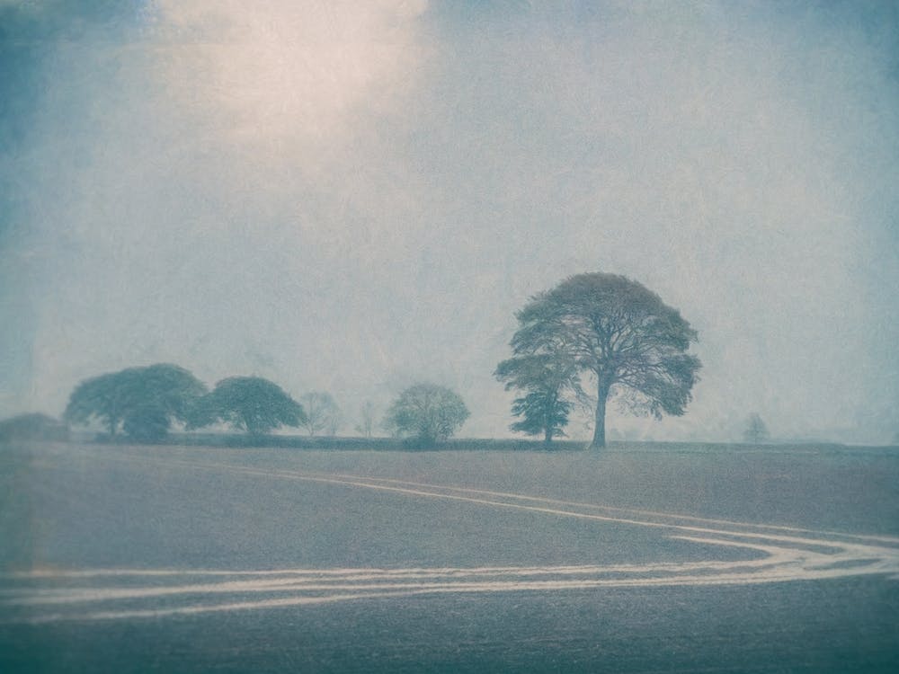 Winter Field