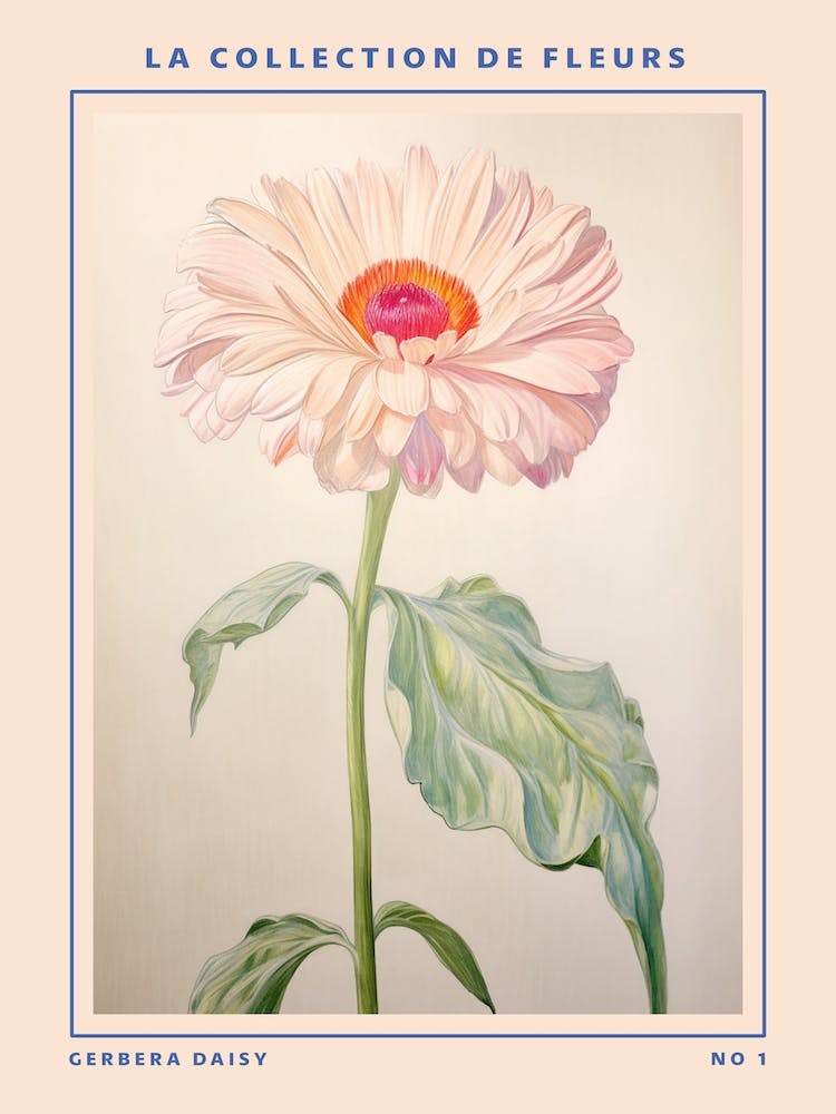Gerbera Daisy French Flower Botanical Poster