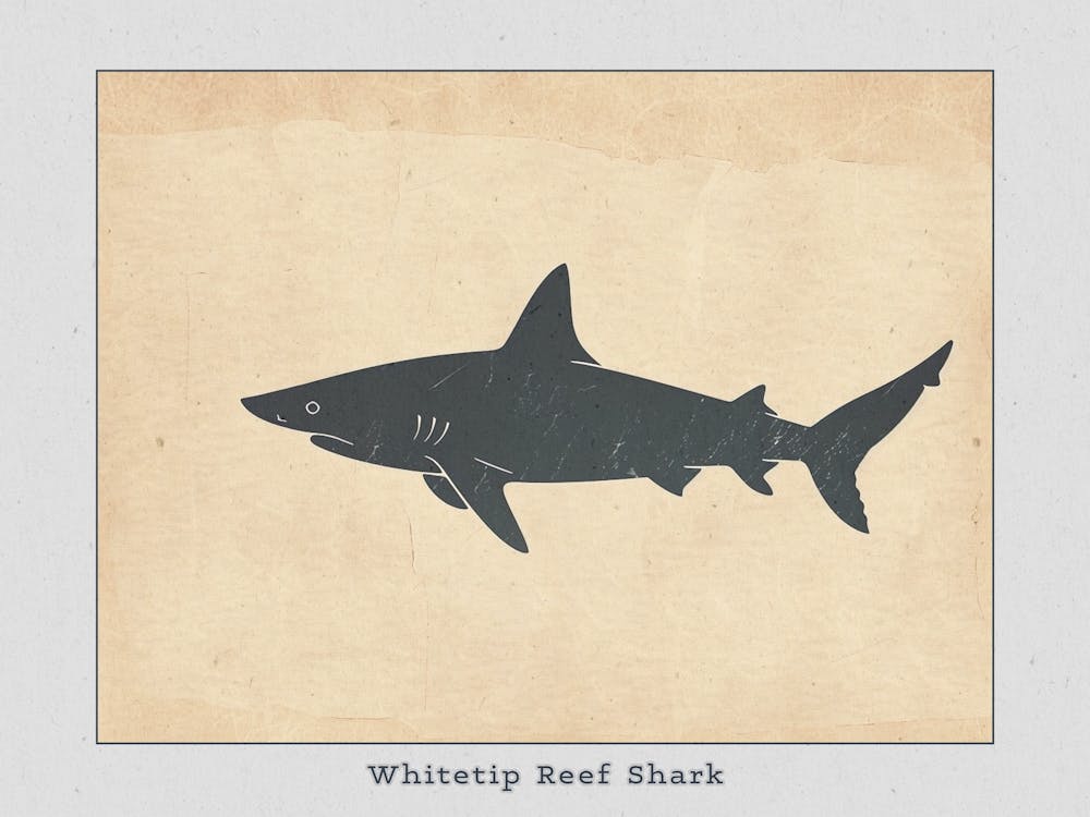 Whitetip Reef Shark Shark Silhouette 1 Poster