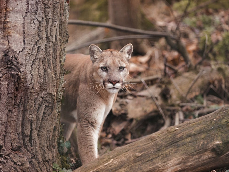 Mountain Lion In Forest