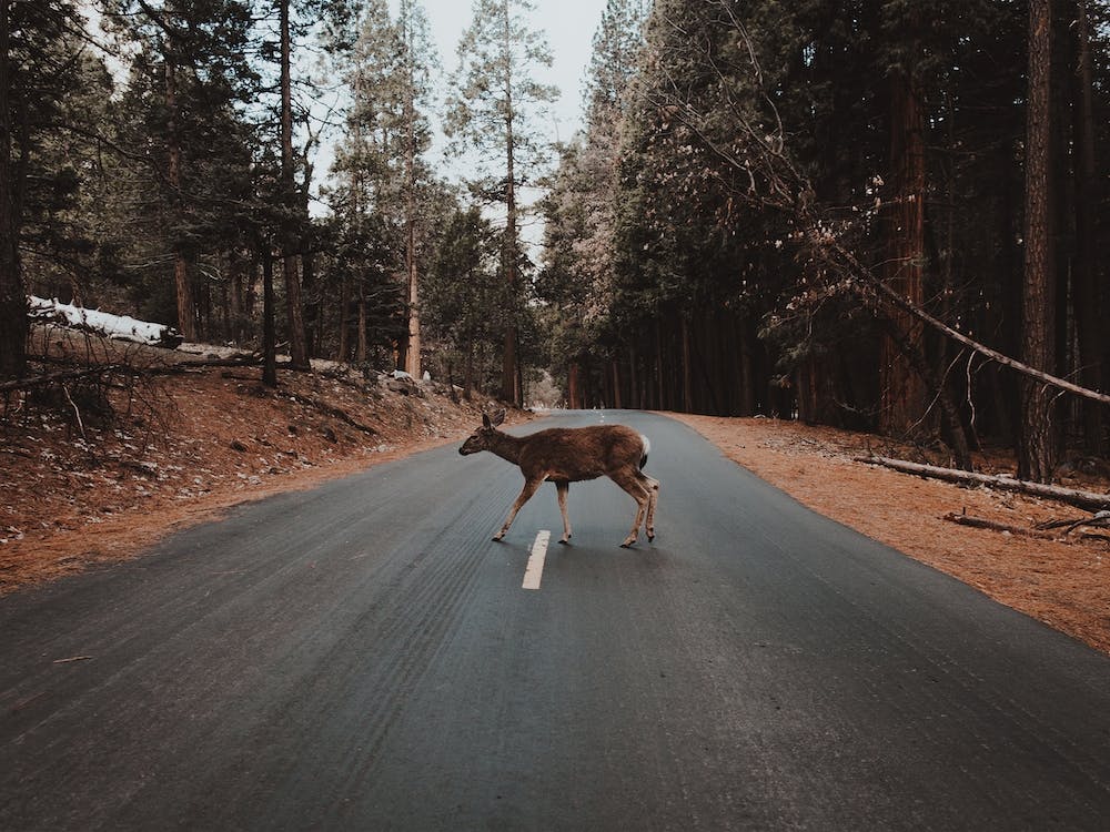 Deer Crossing Road