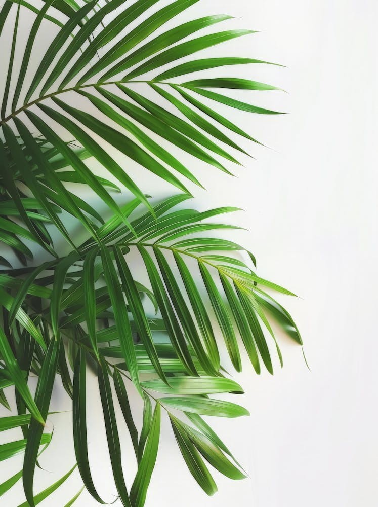 Palm Leaves On White Background 1