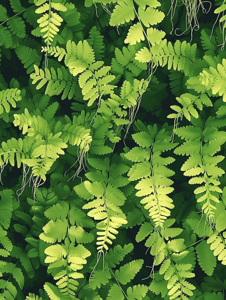 Pattern Poster Southern Maidenhair Fern 3