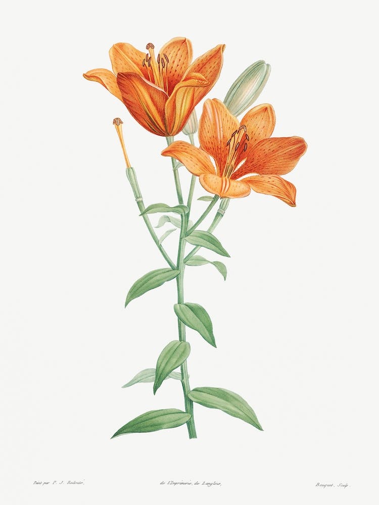 Orange Bulbous Lily From La Botanique De Jj Rousseau, Pierre Joseph Redouté