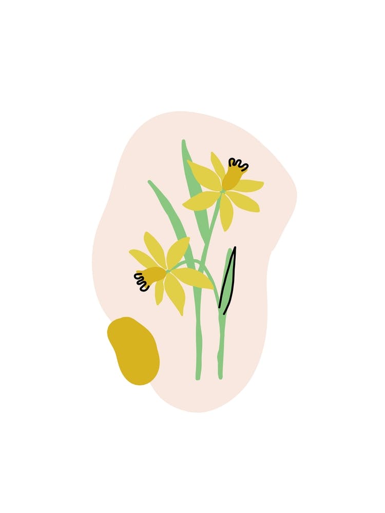 Narzissenblume
