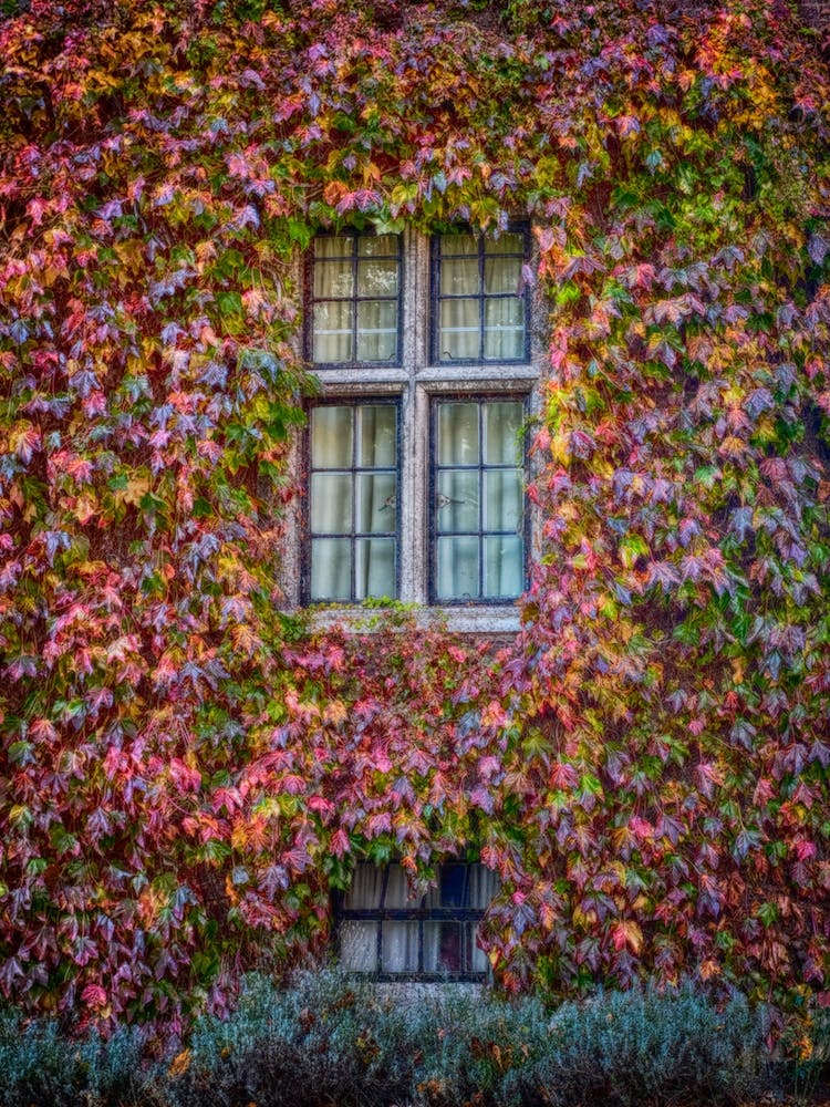 Autumn Windows
