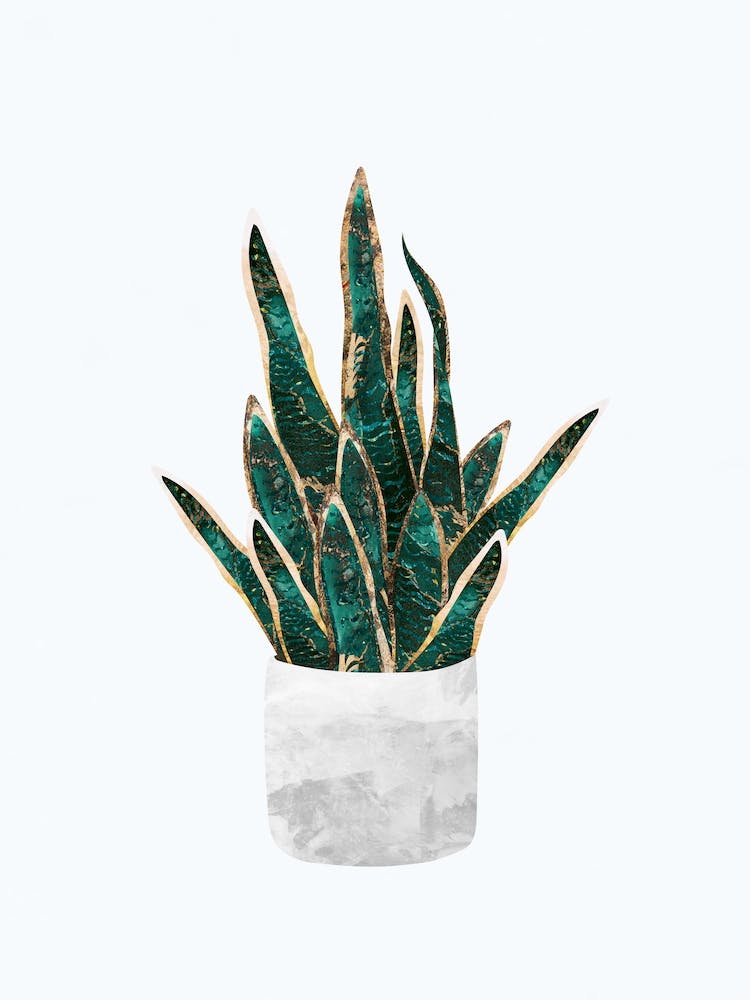 Green Aloe Plant