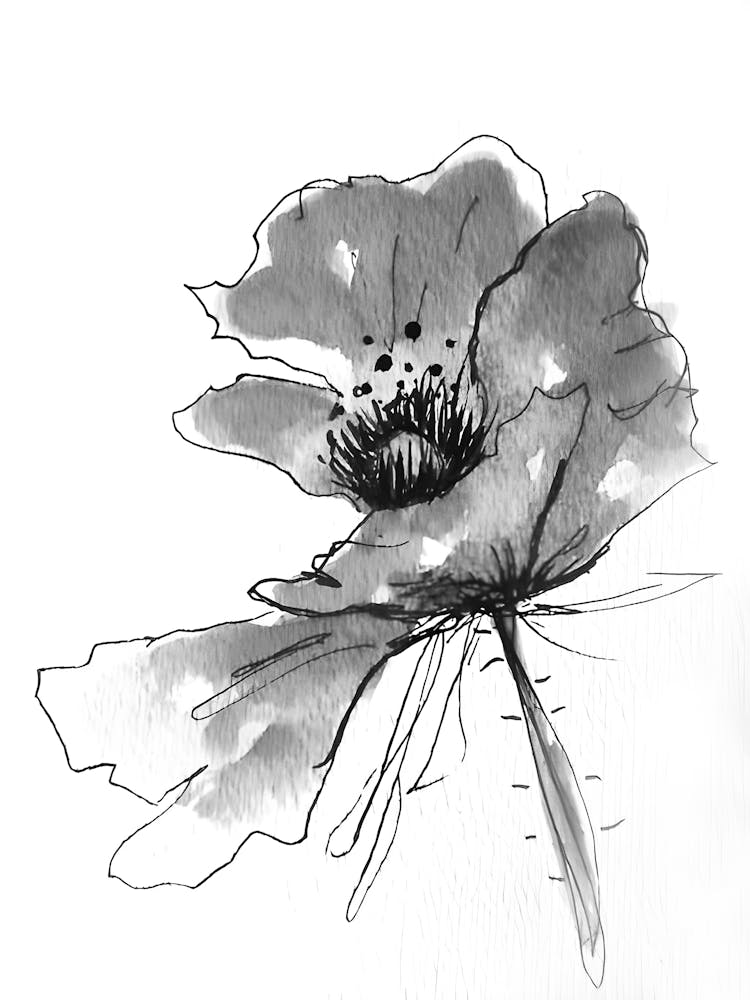 Poppy