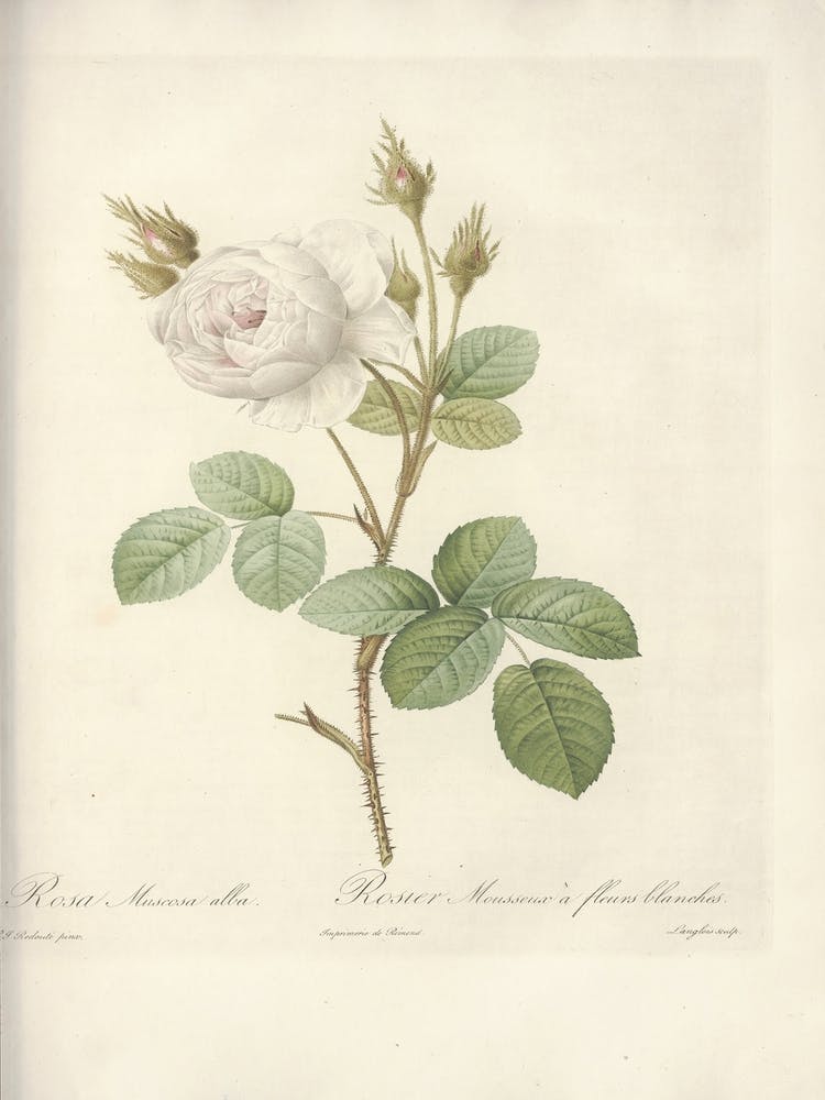 Rose Illustration, Pierre Joseph Redoute (35)