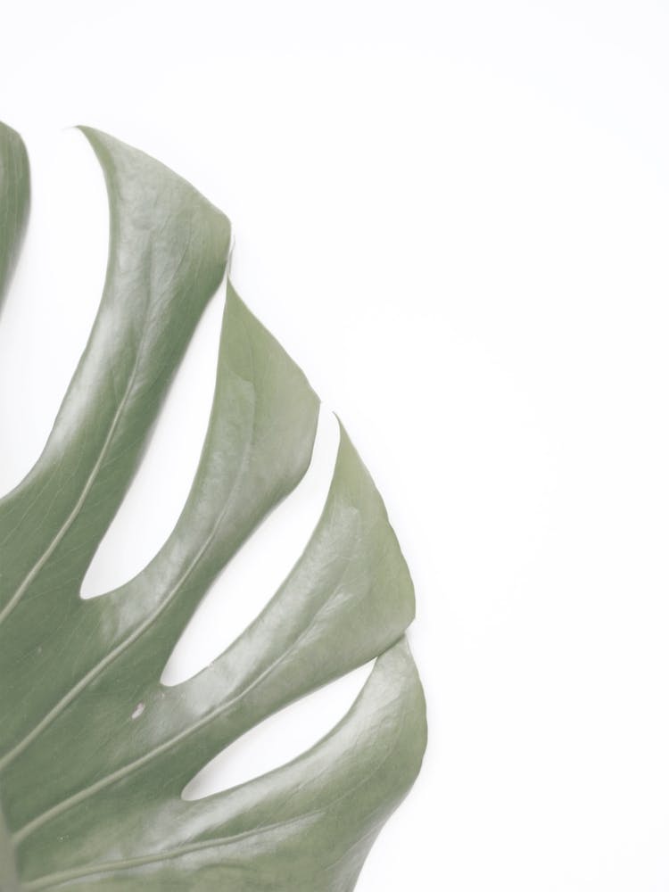 Tropical Monstera