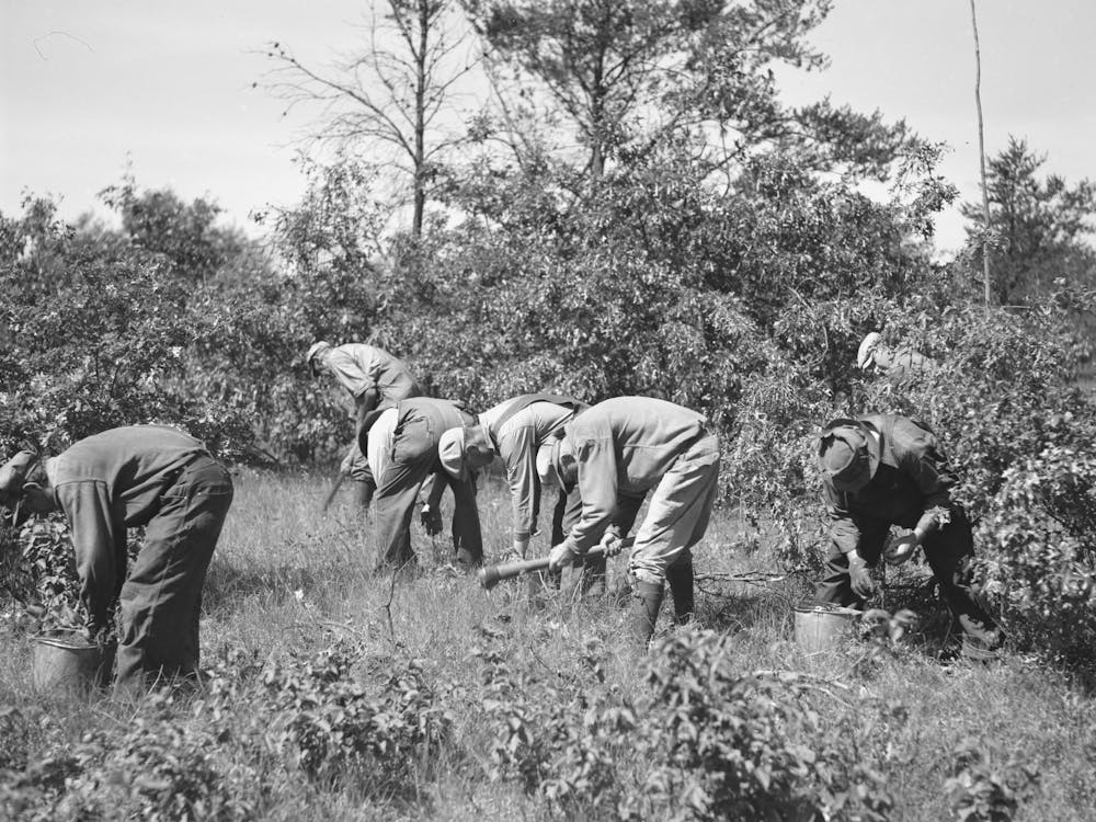 Tree Planting, Black River Falls Land Use Project, Wisconsin Von Russell Lee