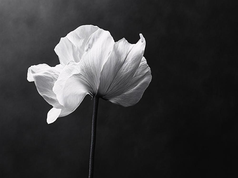 Black And White Poppy