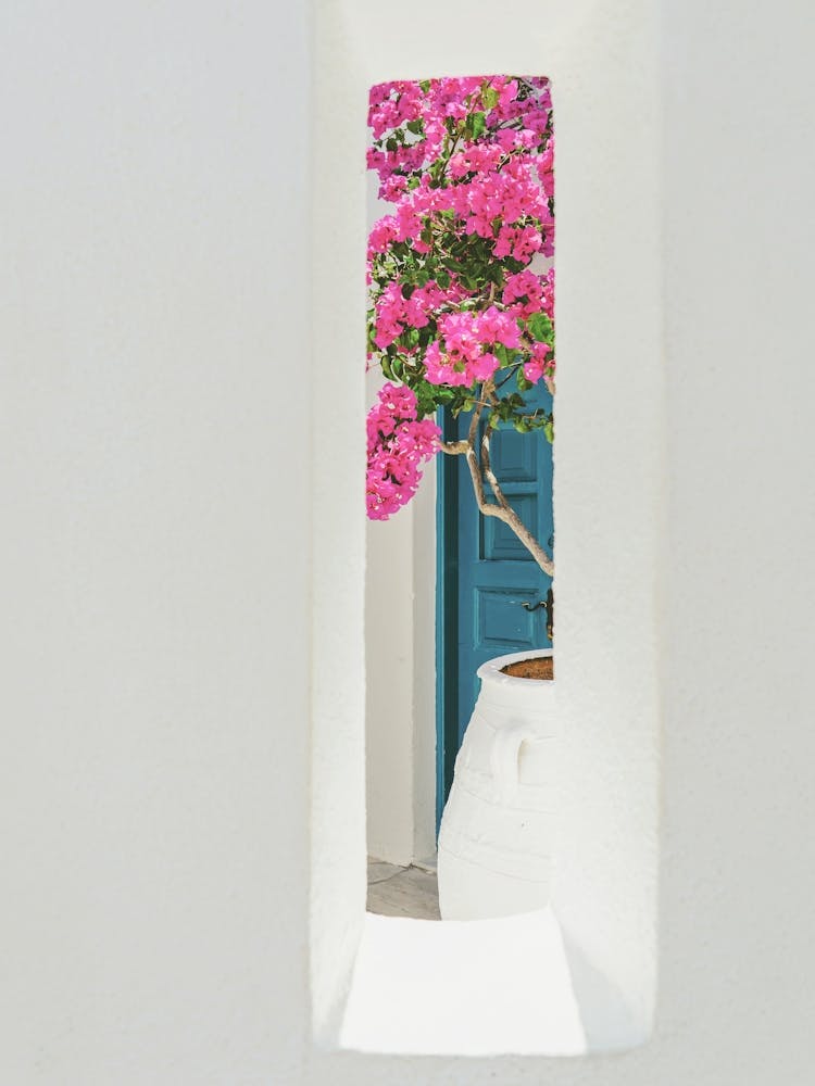 Santorini - Pink Flowers