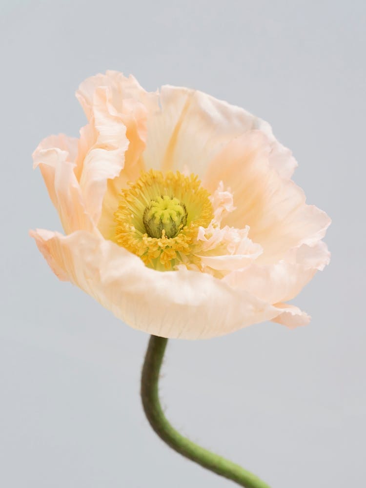 Pastel Poppy